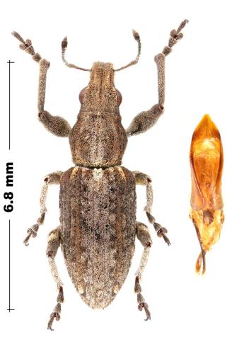 Charagmus griseus